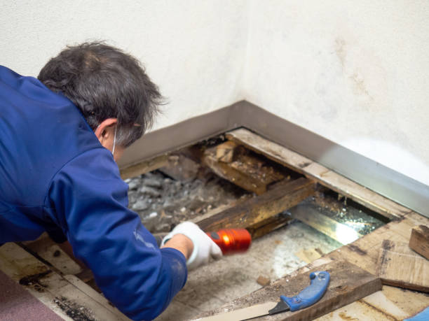 Best Residential Mold Remediation in Baltimore, MD