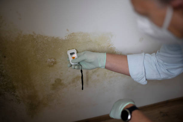 Best Black Mold Remediation in Baltimore, MD