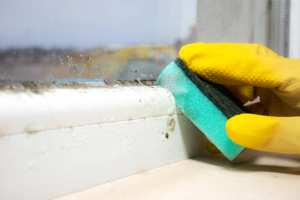 Best Crawl Space Mold Remediation in Baltimore, MD