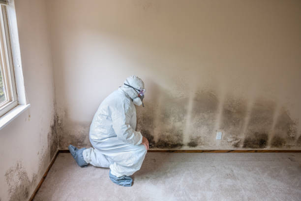 Best HVAC Mold Remediation in Baltimore, MD